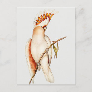 Carte Postale Perroquet