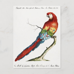 Carte Postale Perroquet
