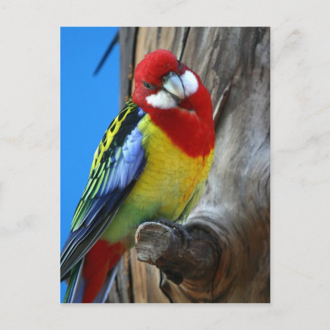 Carte Postale Perroquet (Devant)