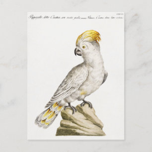 Carte Postale Perroquet