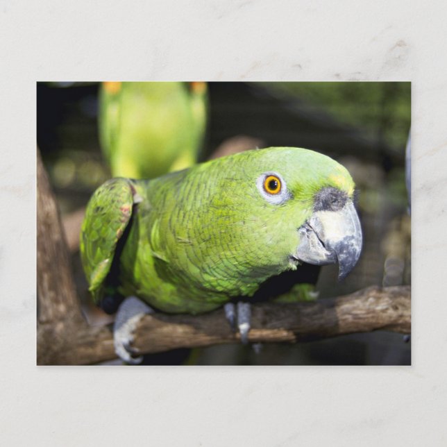 Carte Postale Perroquet (Devant)