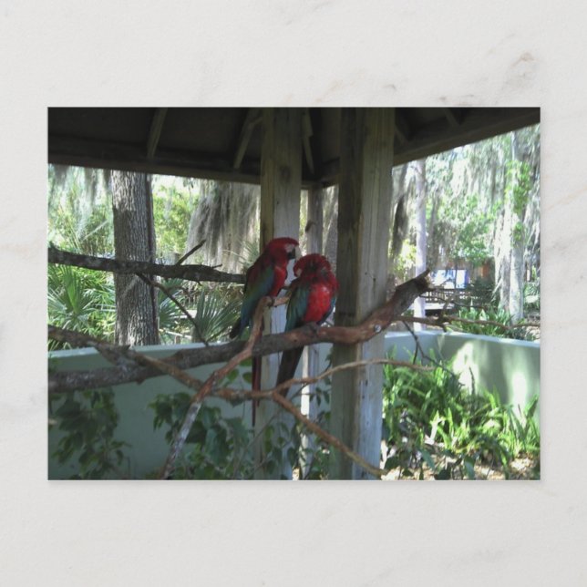 Carte postale Perroquet (Devant)