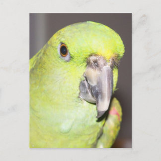 Carte Postale Perroquet Amazone à Naples Jaunes (Gros plan)