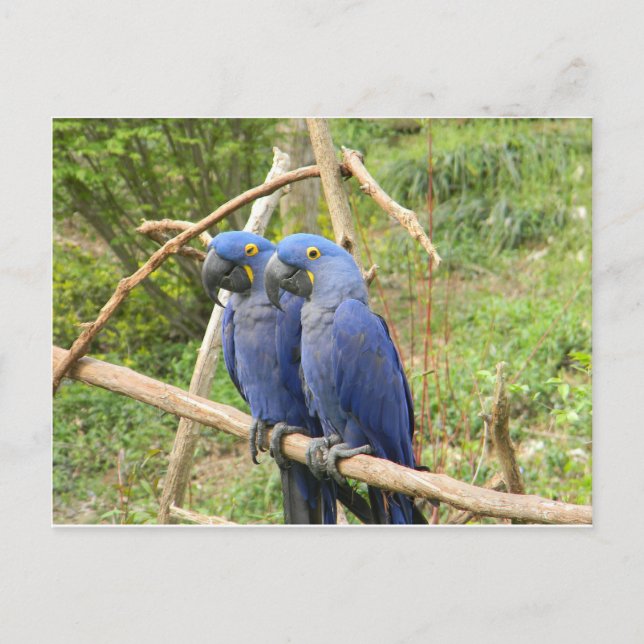 Carte Postale Perroquet bleu (Devant)