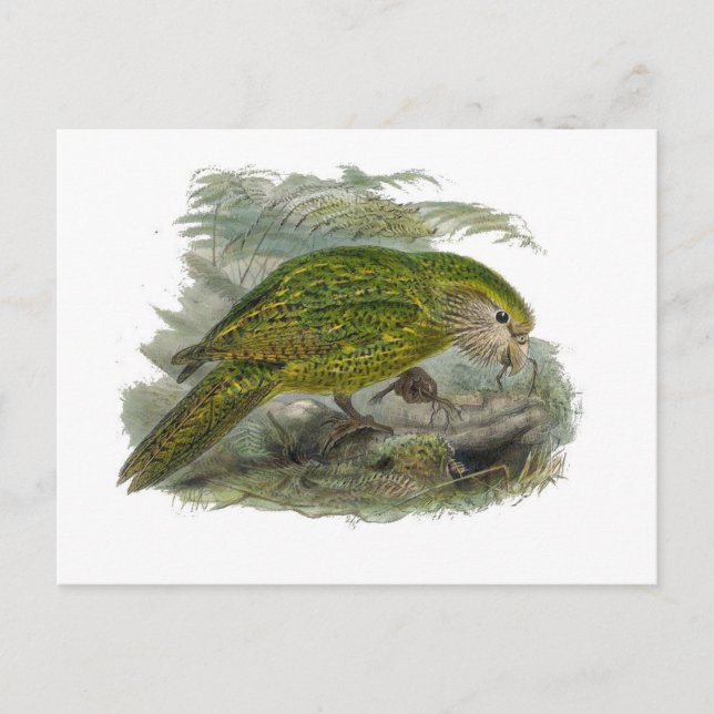 Carte Postale Perroquet de Chouette verte Kakapo, Illustration d (Devant)