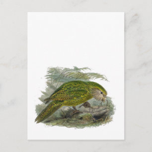 Carte Postale Perroquet de Chouette verte Kakapo, Illustration d