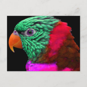 Carte Postale Perroquet exotique vert rose rouge