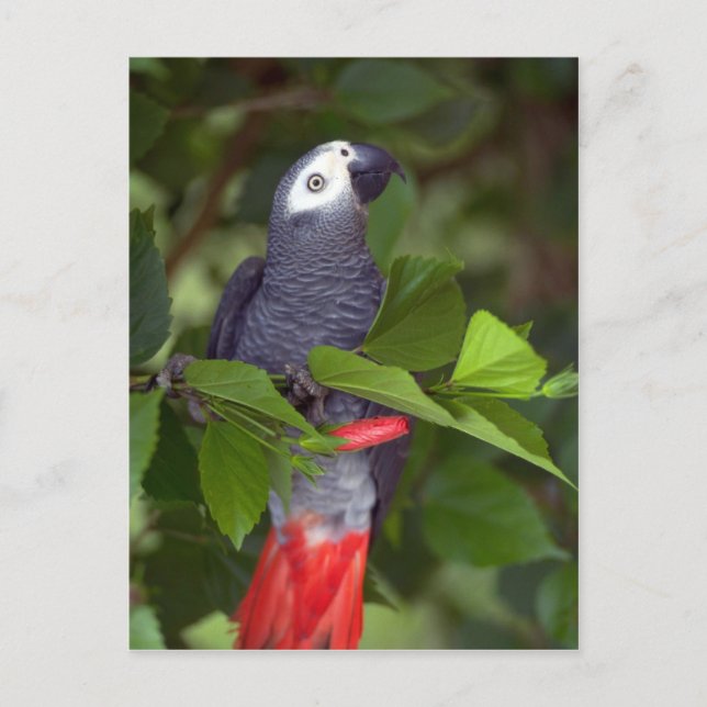 Carte Postale Perroquet gris africain (Devant)