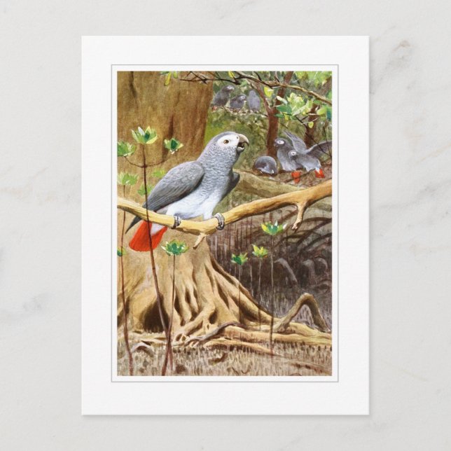 Carte Postale Perroquet gris d'Afrique (Devant)