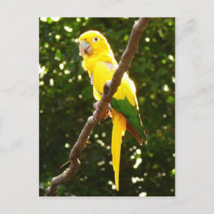 Carte Postale Perroquet Jaune