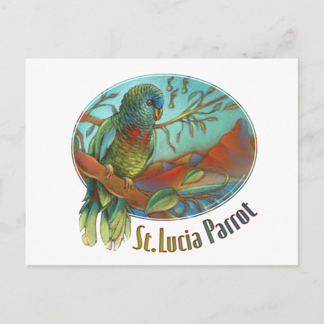 Carte Postale Perroquet tropical du St Lucia (Devant)