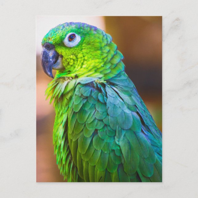 Carte Postale Perroquet vert (Devant)