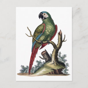 Carte Postale Perroquet vert antique