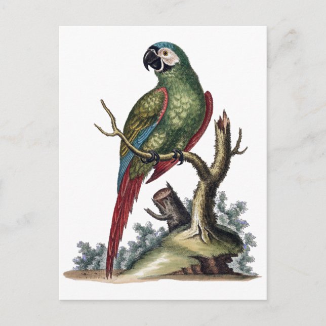 Carte Postale Perroquet vert antique (Devant)
