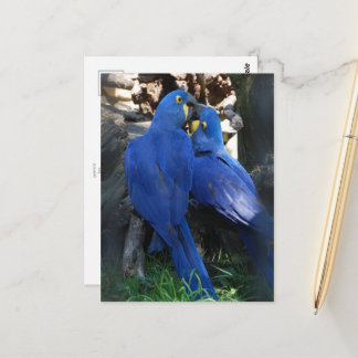 carte postale _ perroquets