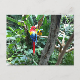 Carte postale Perroquets