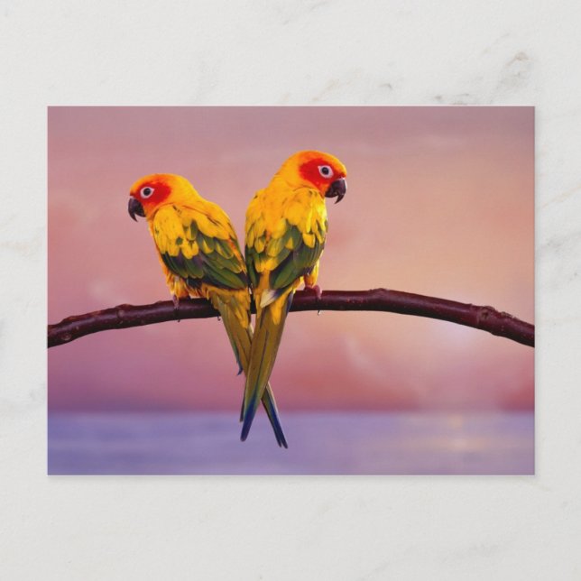 Carte Postale Perroquets du paradis (Devant)