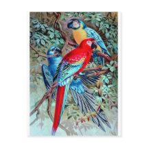 Perroquets macaw oiseaux sauvages peinture colorée