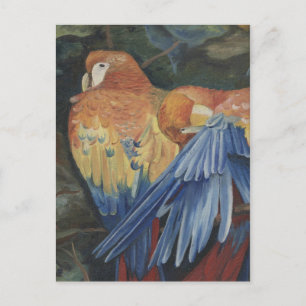 Carte Postale perroquets oranges