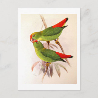 Carte Postale Perroquets suspendus