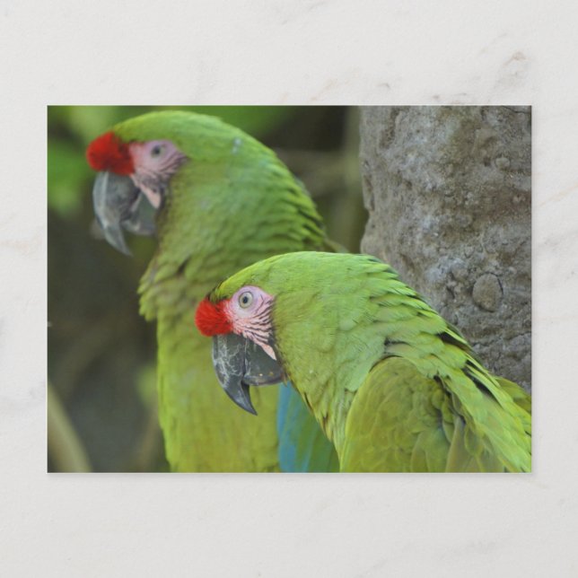 Carte Postale Perroquets verts (Devant)