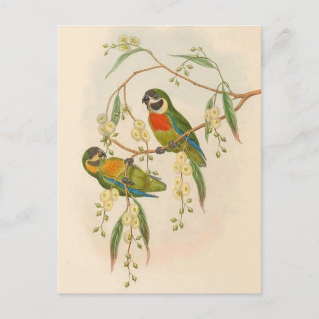 Carte Postale Perroquets, Vintage, Illustration d'oiseaux, Bohem (Devant)