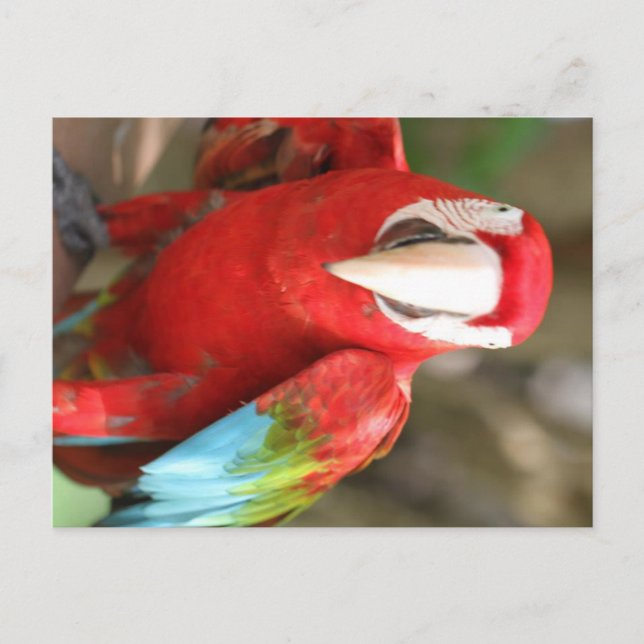 Carte Postale Perruche (Devant)