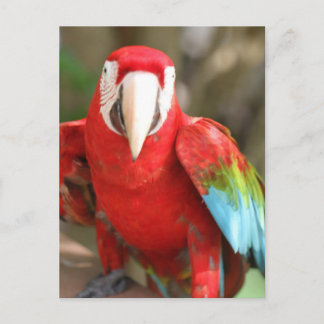 Carte Postale Perruche