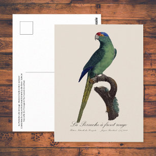 Carte Postale Perruche à front orange, Eupsittula Canicularis