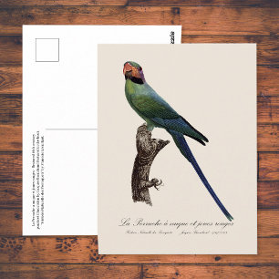 Carte Postale Perruche à longue queue, Psittacula Longicauda
