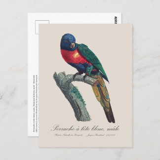 Carte Postale Perruche a tete bleue / Rainbow lorikeet