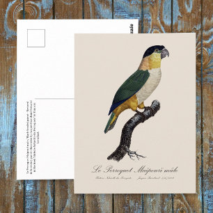 Carte Postale Perruche à tête noire mâle, Pionites melanocephalu