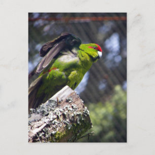 Carte Postale Perruche à tête rouge