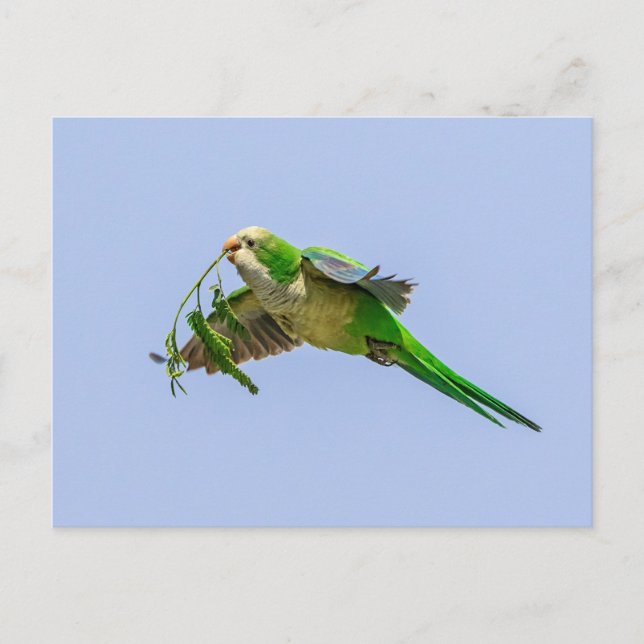Carte Postale Perruche de moine dans la vallée du Rio Grande (Devant)