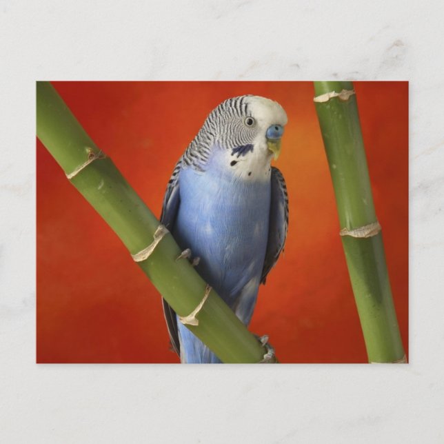 Carte Postale perruque (Devant)