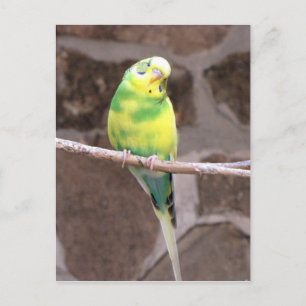 Carte Postale perruque sur un membre