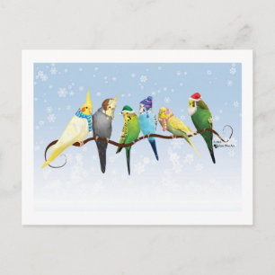 Carte Postale Perruques d'hiver et Cockatiels