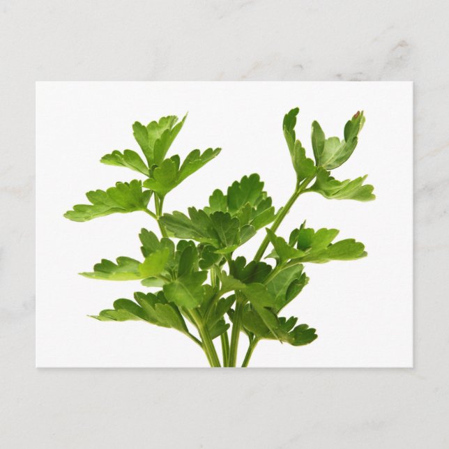 Carte Postale Persil à feuilles plates (Devant)