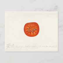 Persimmon (Diospyros) Peinture à l'aquarelle de fr