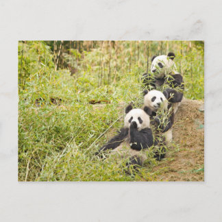 Carte postale personnalisée avec trois petits pand
