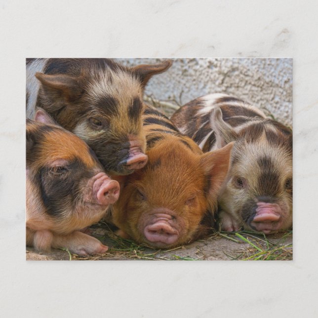 Carte postale personnalisée avec votre propre phot (Devant)