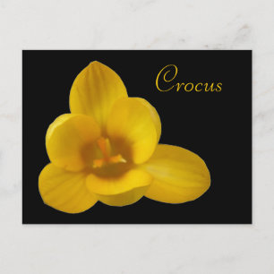 Carte postale personnalisée Crocus jaune