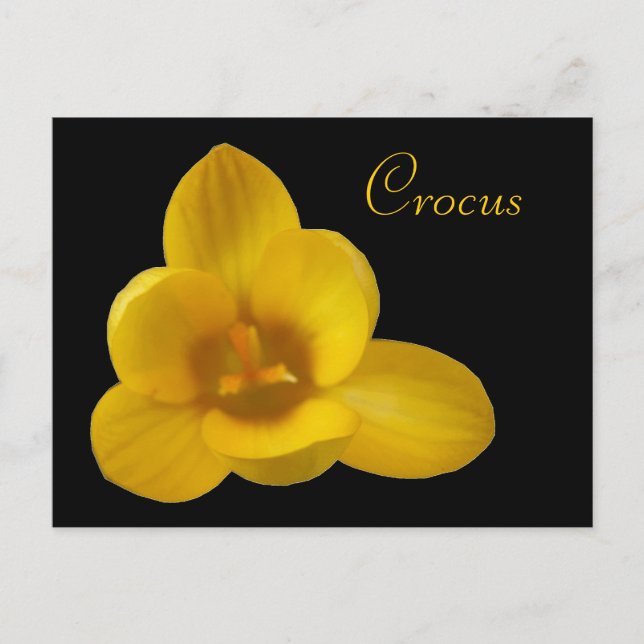 Carte postale personnalisée Crocus jaune (Devant)