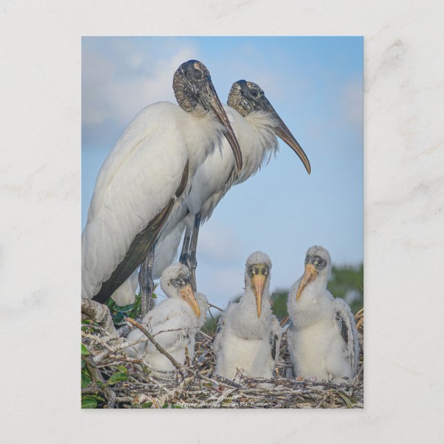 Carte postale personnalisée "Stork Family" (Devant)