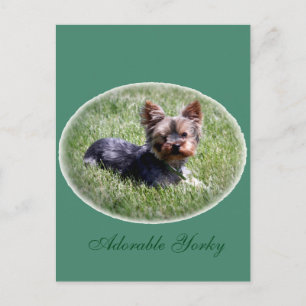 Carte postale personnalisée Yorkie