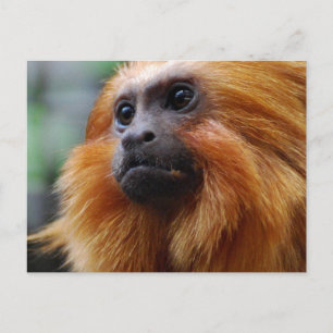 Carte Postale Personnaliser