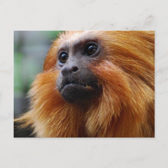 Carte Postale Personnaliser (Devant)