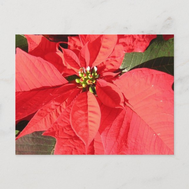 Carte Postale Personnaliser (Devant)