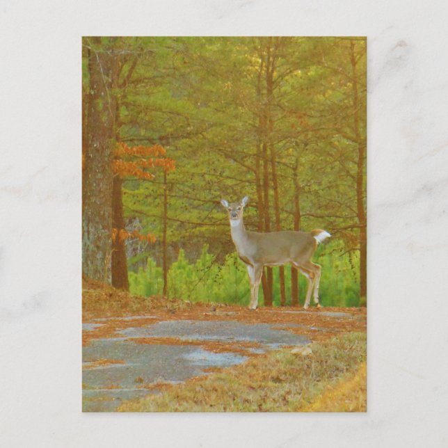 Carte Postale Personnaliser (Devant)