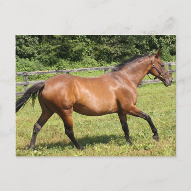 Carte Postale Personnaliser (Devant)